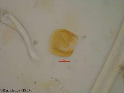 Croton mubango - lame n° 8593