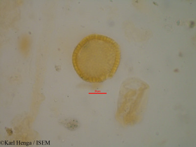 Croton mubango - lame n° 8593