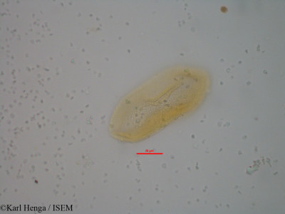 Karl.Henga/Curculigo_pilosa_19774/Curculigo_pilosa_19774_0001(copy)_thumb.jpg