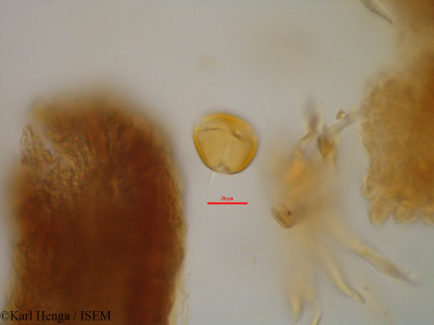 Cylicodiscus gabunensis - lame n° 7087