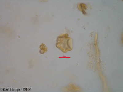 Cylicodiscus gabunensis - lame n° 7087