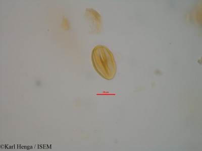 Cylicodiscus gabunensis - lame n° 7087