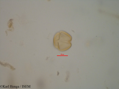 Cylicodiscus gabunensis - lame n° 7087