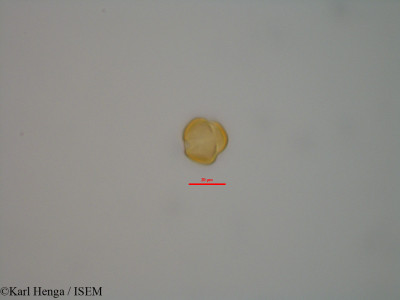 Karl.Henga/Cynometra_alexandri_42333/Cynometra_alexandri_42333_0001(copy)_thumb.jpg