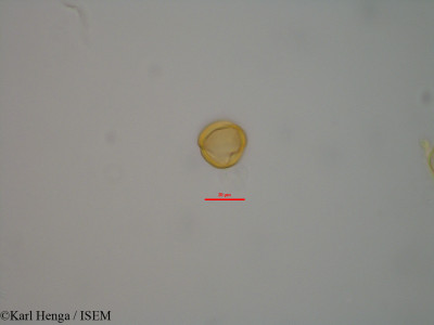 Cynometra alexandri - lame n° 42333