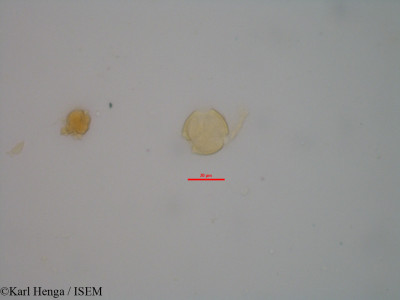 Karl.Henga/Cynometra_bipetala_11960/Cynometra_bipetala_11960_0001(copy)_thumb.jpg