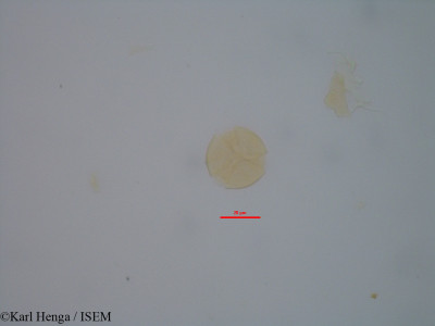 Cynometra schlechteri - lame n° 11962