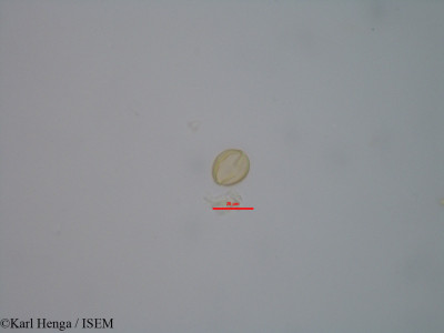 Cynometra schlechteri - lame n° 11962