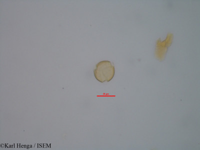 Cynometra schlechteri - lame n° 11962