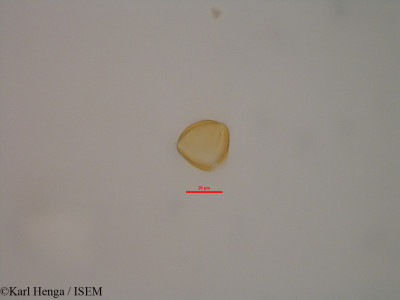 Karl.Henga/Dacryodes_buettneri_47361/Dacryodes_buettneri_47361_0001(copy)_thumb.jpg