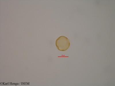 Dacryodes buettneri - lame n° 47361