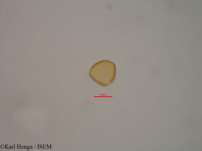 Dacryodes buettneri - lame n° 47361