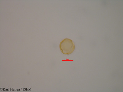 Dacryodes buettneri - lame n° 47361