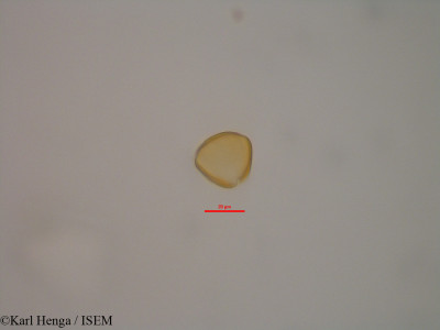 Dacryodes buettneri - lame n° 47361