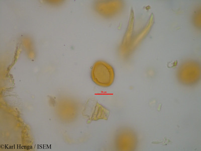 Karl.Henga/Dacryodes_edulis_45527/Dacryodes_edulis_45527_0001(copy)_thumb.jpg