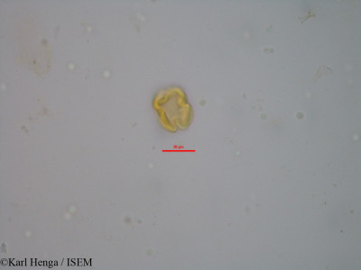 Karl.Henga/Dalbergia_melanoxylon_20341/Dalbergia_melanoxylon_20341_0001(copy)_thumb.jpg