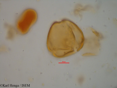 Daniellia klainei - lame n° 34795