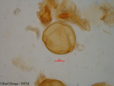 Daniellia klainei - lame n° 34795