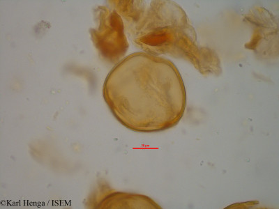 Daniellia klainei - lame n° 34795