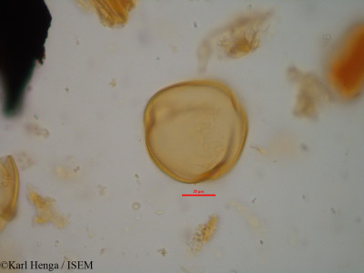 Daniellia klainei - lame n° 34795