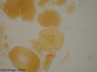 Daniellia oliveri - lame n° 35100