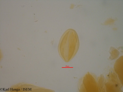 Daniellia oliveri - lame n° 35100