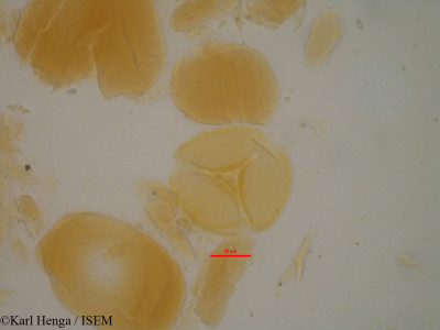 Daniellia oliveri - lame n° 35100