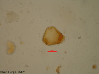 Karl.Henga/Daniellia_soyauxii_35105/Daniellia_soyauxii_35105_0001(copy)_thumb.jpg
