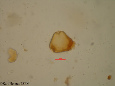 Daniellia soyauxii - lame n° 35105