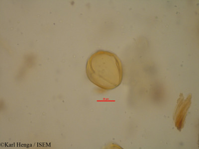 Daniellia soyauxii - lame n° 35105