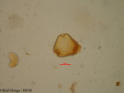 Daniellia soyauxii - lame n° 35105