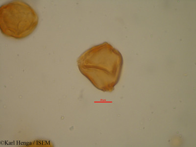 Daniellia soyauxii - lame n° 35105