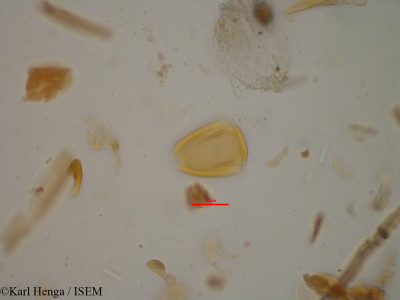 Karl.Henga/Desmodium_biarticulatum_10228/Desmodium_biarticulatum_10228_0001(copy)_thumb.jpg