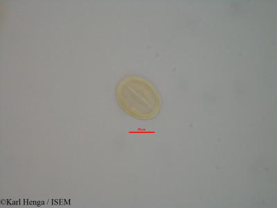 Detarium macrocarpum - lame n° 42359