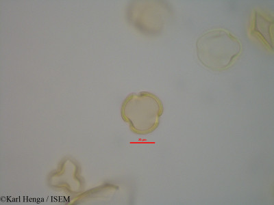 Detarium macrocarpum - lame n° 42359