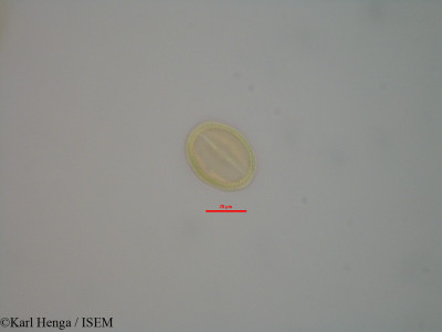 Detarium macrocarpum - lame n° 42359