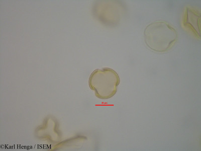 Detarium macrocarpum - lame n° 42359