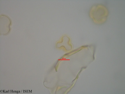 Detarium macrocarpum - lame n° 42359