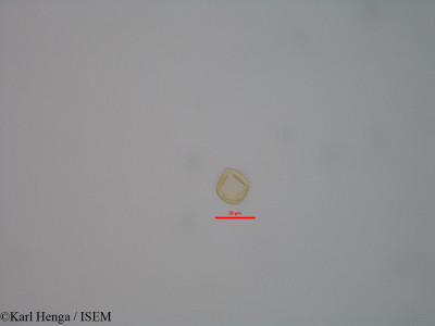 Dialium bipindense - lame n° 43282