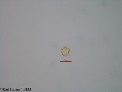 Dialium bipindense - lame n° 43282