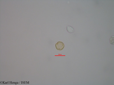 Dialium bipindense - lame n° 43282