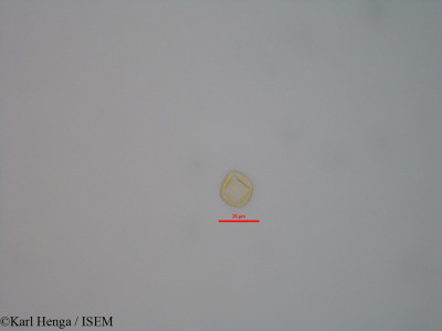 Dialium bipindense - lame n° 43282