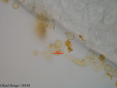 Karl.Henga/Dialium_corbisieri_43245/Dialium_corbisieri_43245_0001(copy)_thumb.jpg