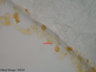 Dialium corbisieri - lame n° 43245