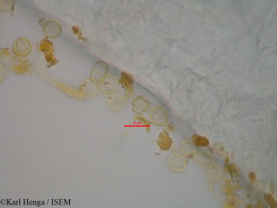 Dialium corbisieri - lame n° 43245