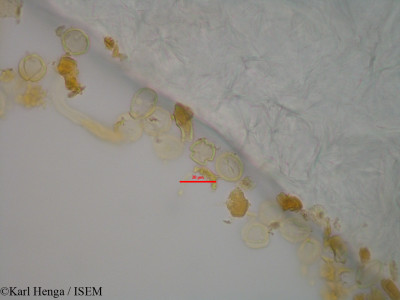 Dialium corbisieri - lame n° 43245