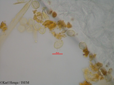 Dialium corbisieri - lame n° 43245