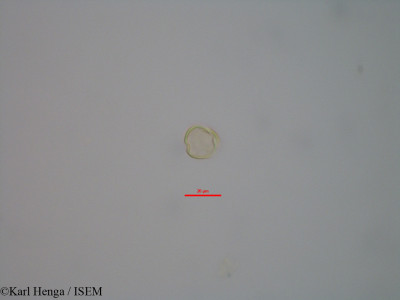 Karl.Henga/Dialium_lopense_47055/Dialium_lopense_47055_0001(copy)_thumb.jpg