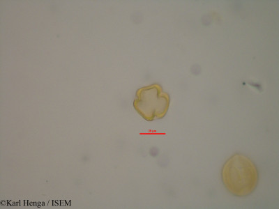 Diospyros abyssinica - lame n° 13976