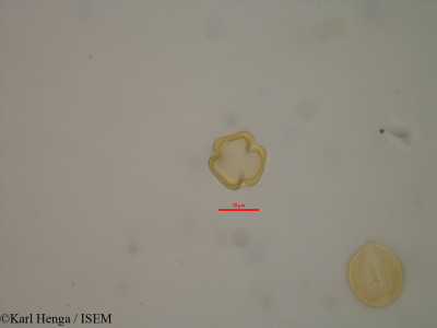 Diospyros abyssinica - lame n° 13976